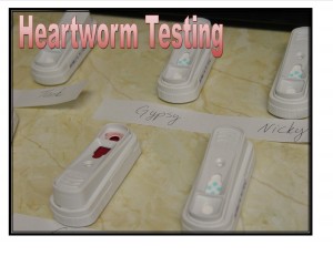 HeartwormTest